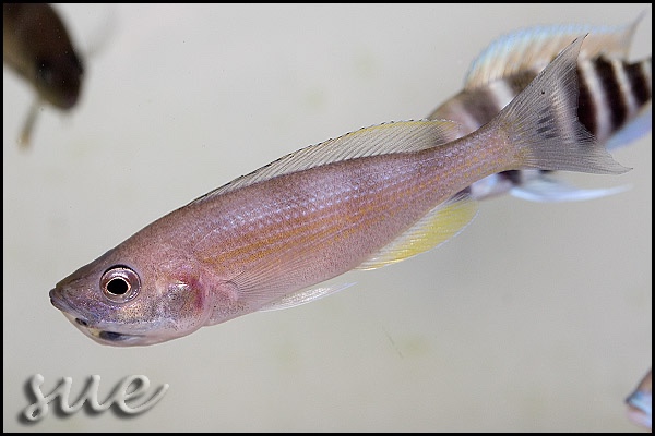 Cyprichromis zonatus 'Chituta Bay'